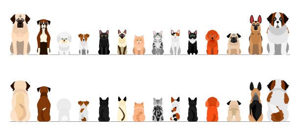 Le budget d'un animal de compagnie : un gouffre financier