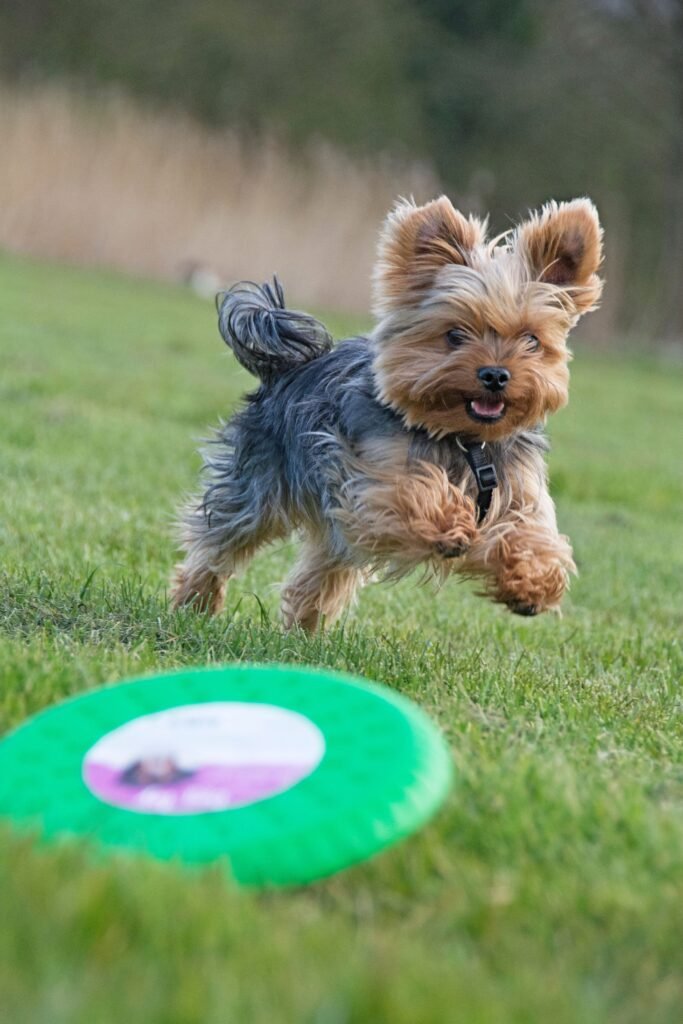 Activité physique du chien par le jeu