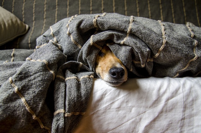 La dépression chez le chien se traduit notamment pas un manque d'envier de jouer