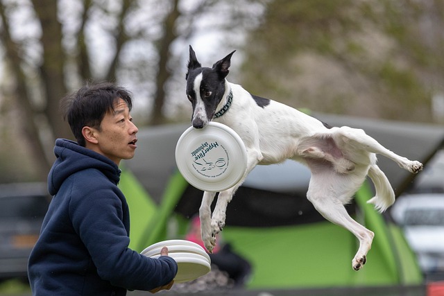 Consolider sa relation avec son chien en jouant