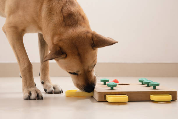 Jeu intellectuel pour chien