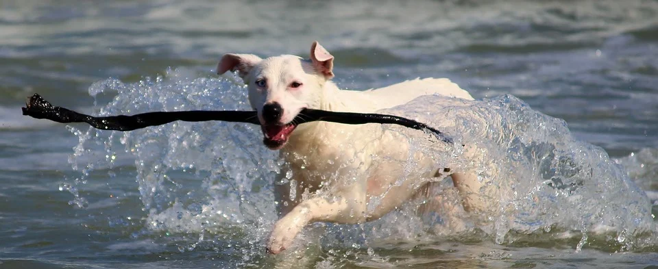 Activité physique du chien par le jeu