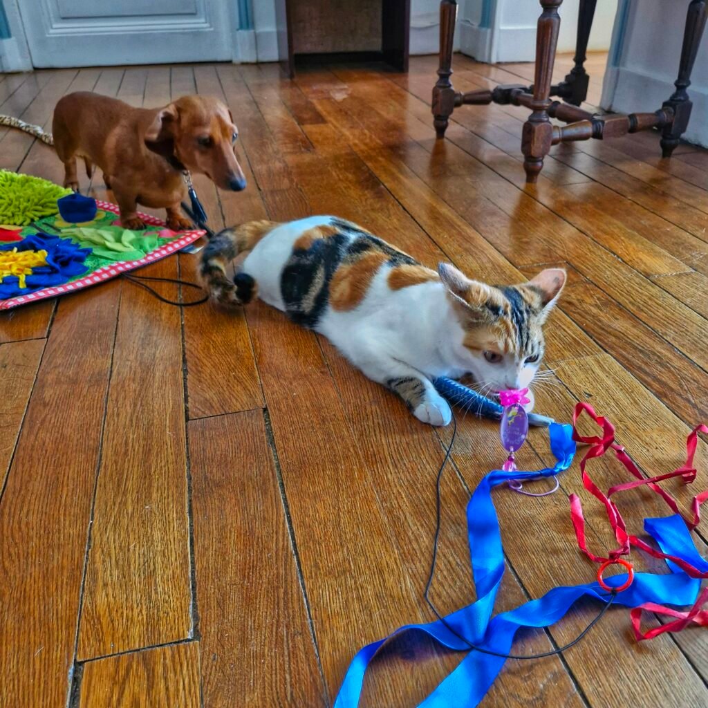 Jeu entre chien et chat