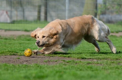 Le chien est un prédateur