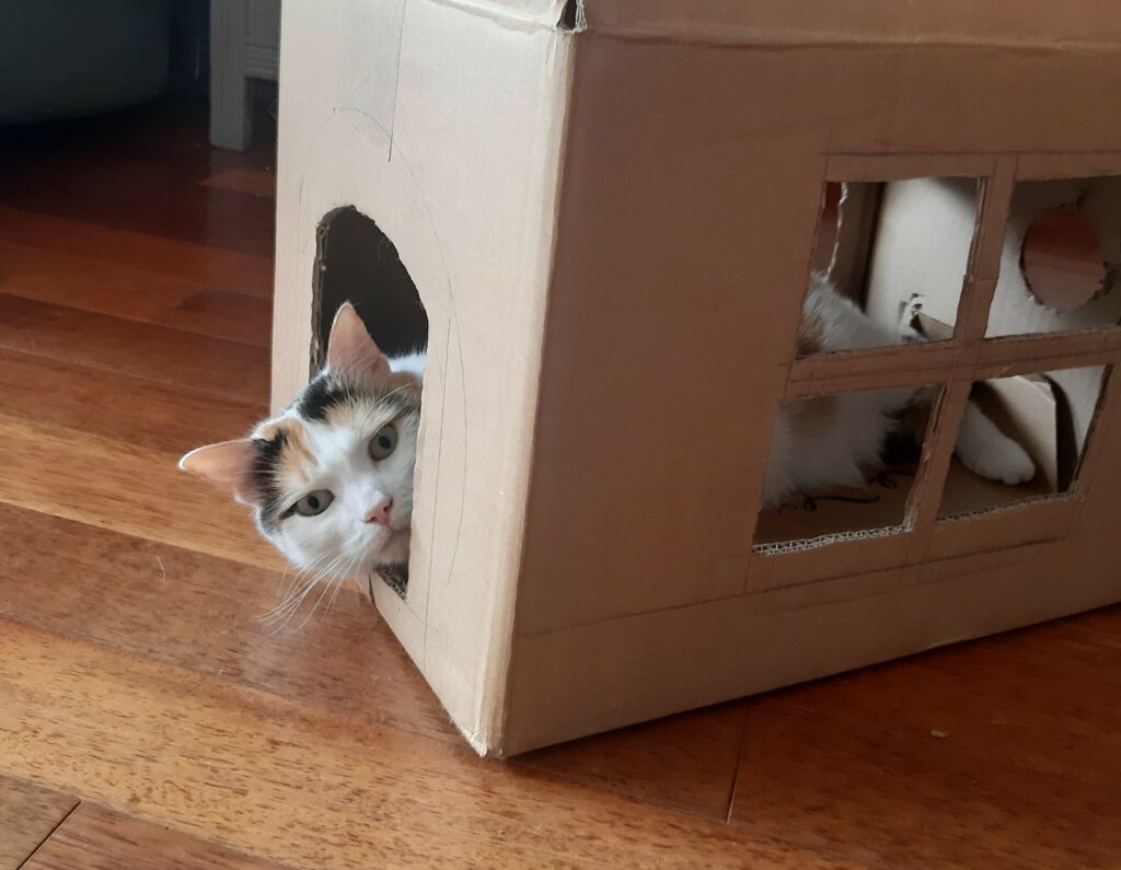 Chat dans une maison en carton