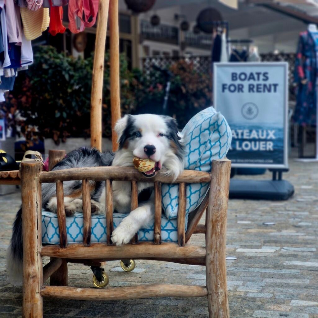 La place du chien dans le monde