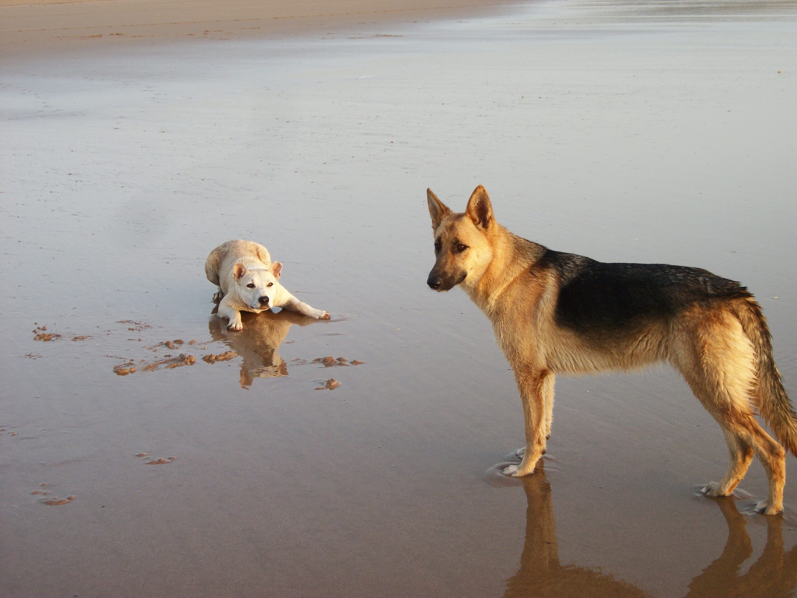 Deux chiens sur une plage au Maroc