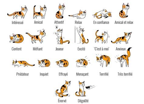 le langage du chat