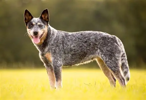 Australian Cattle Dog, chien le plus vieux du monde