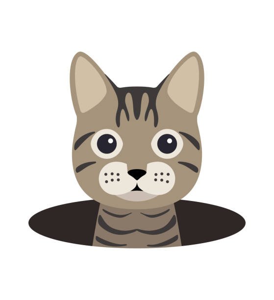 Les premiers mois d'un chat sont marqués par sa croissance rapide