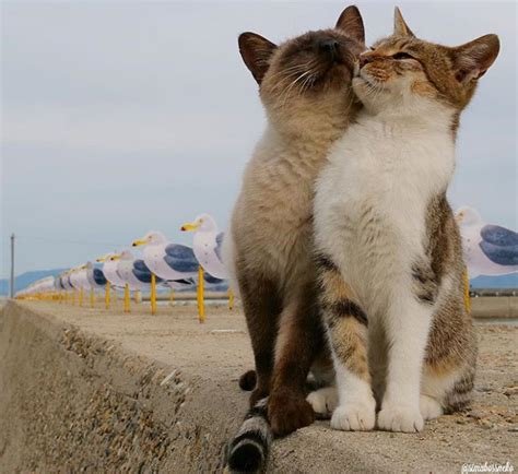 Les chats peut se tolérer ou pas
