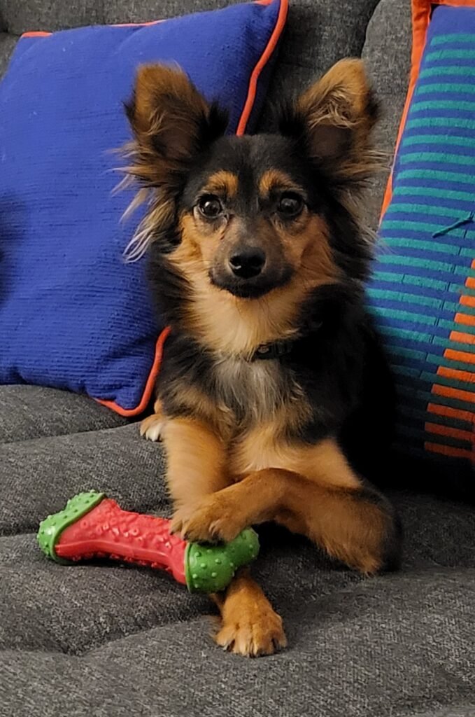 Chien Royal Bourbon croisée Pinscher nain Chihuahua éduqué avec la méthode d'éducation canine positive