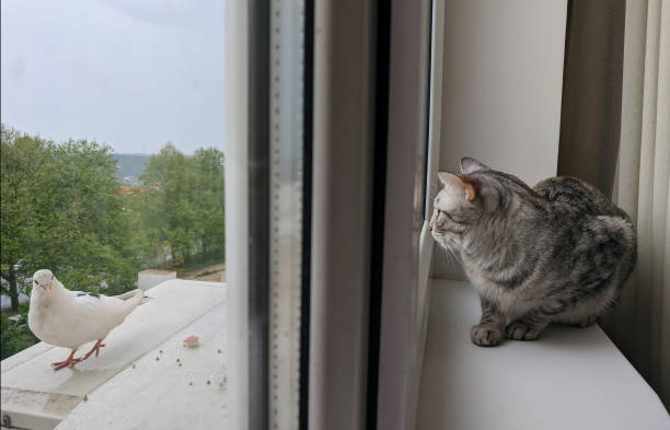 Chat tenté par un oiseau