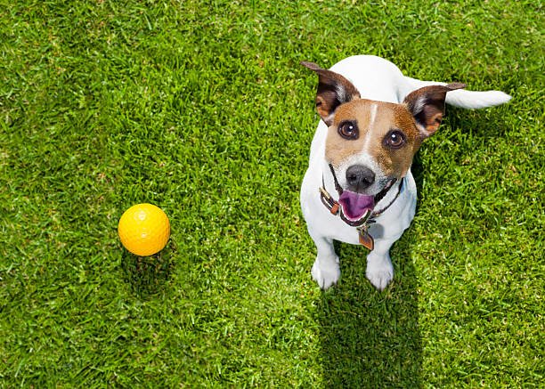 Jack Russel et sa balle : le jeu est un motivateur dans l'éducation canine positive