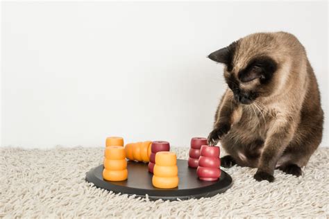 Jeu de réflexion pour chat qui lui permet de s'occuper en s'alimentant