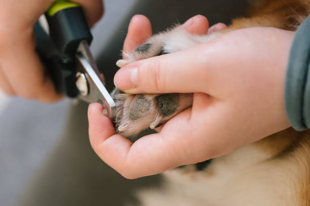 La coupe des griffes fait partie du toilettage du chien