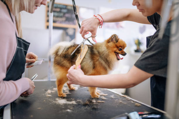 La tonte des poils ou le toilettage du chien