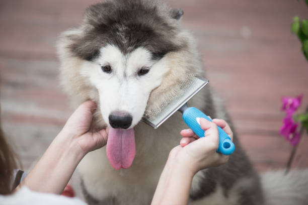 Husky halète : signal d'inconfort lors du brossage
