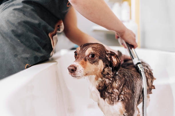 Les yeux de côté sont un signe d'inconfort lors du toilettage du chien