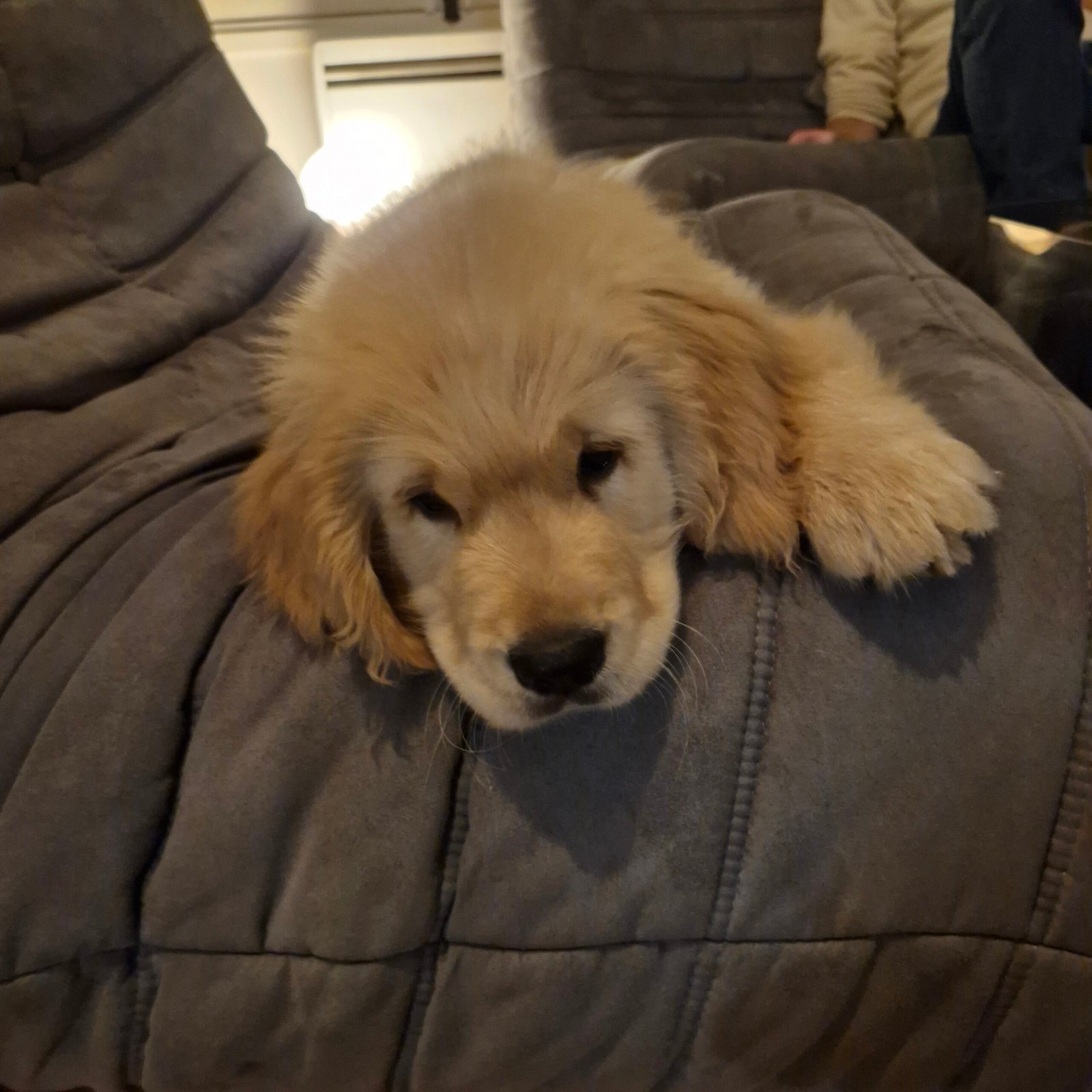 Chiot Golden Retriever
