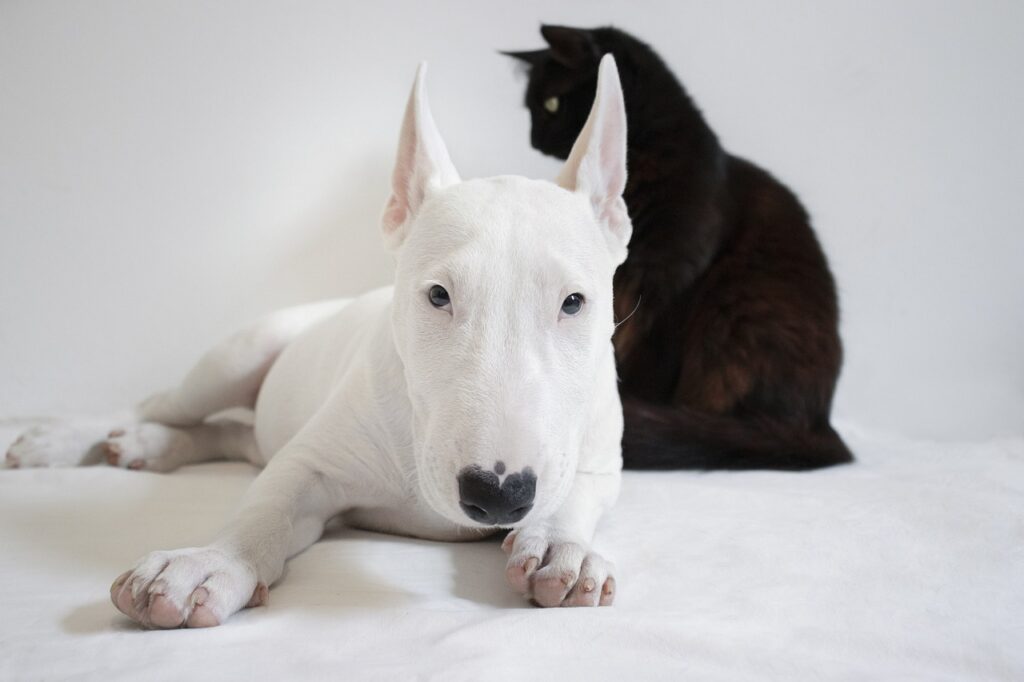 Chien et chat ensemble