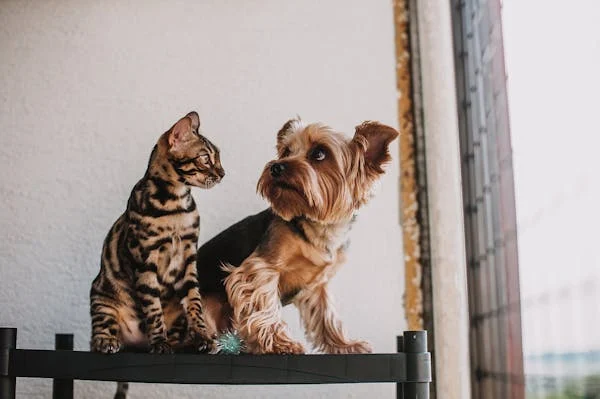 Chien et chat qui cohabitent