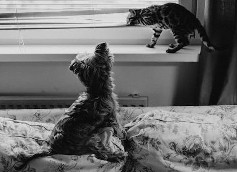 Faire cohabiter un chien et un chat