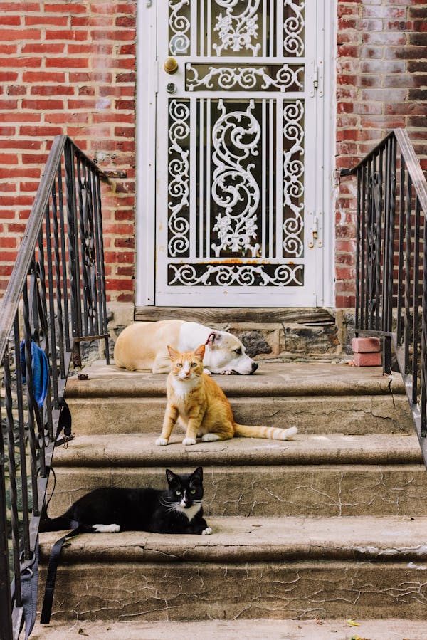 Vie commune entre chien et chat