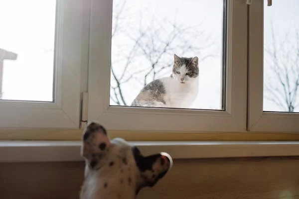 Chien et chat : vivre ensemble