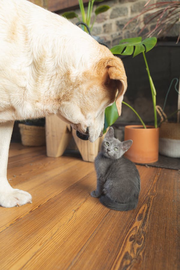 Chien et chat : partager sa vie 