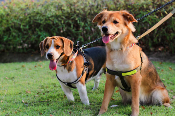 Beagle et Bangkaew Dog avec harnais inadaptés