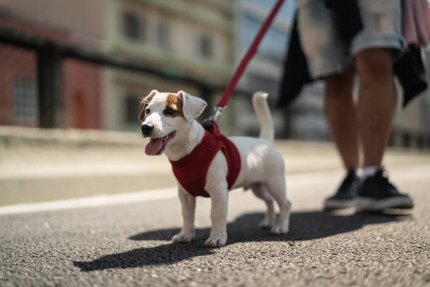 Jack Russel avec harnais non adapté