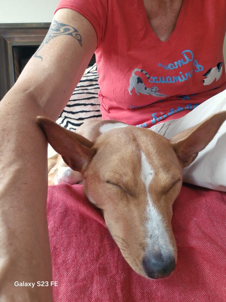 Idées reçues sur le chien