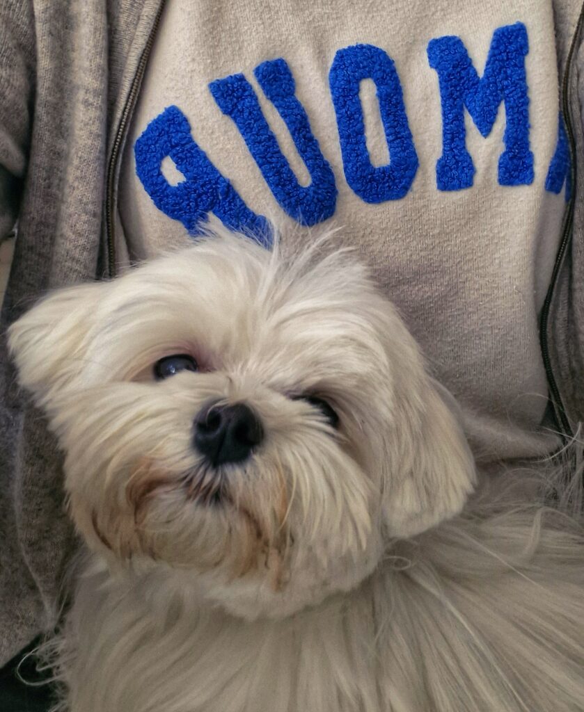 Une croyance bien ancrée : mon chien me teste