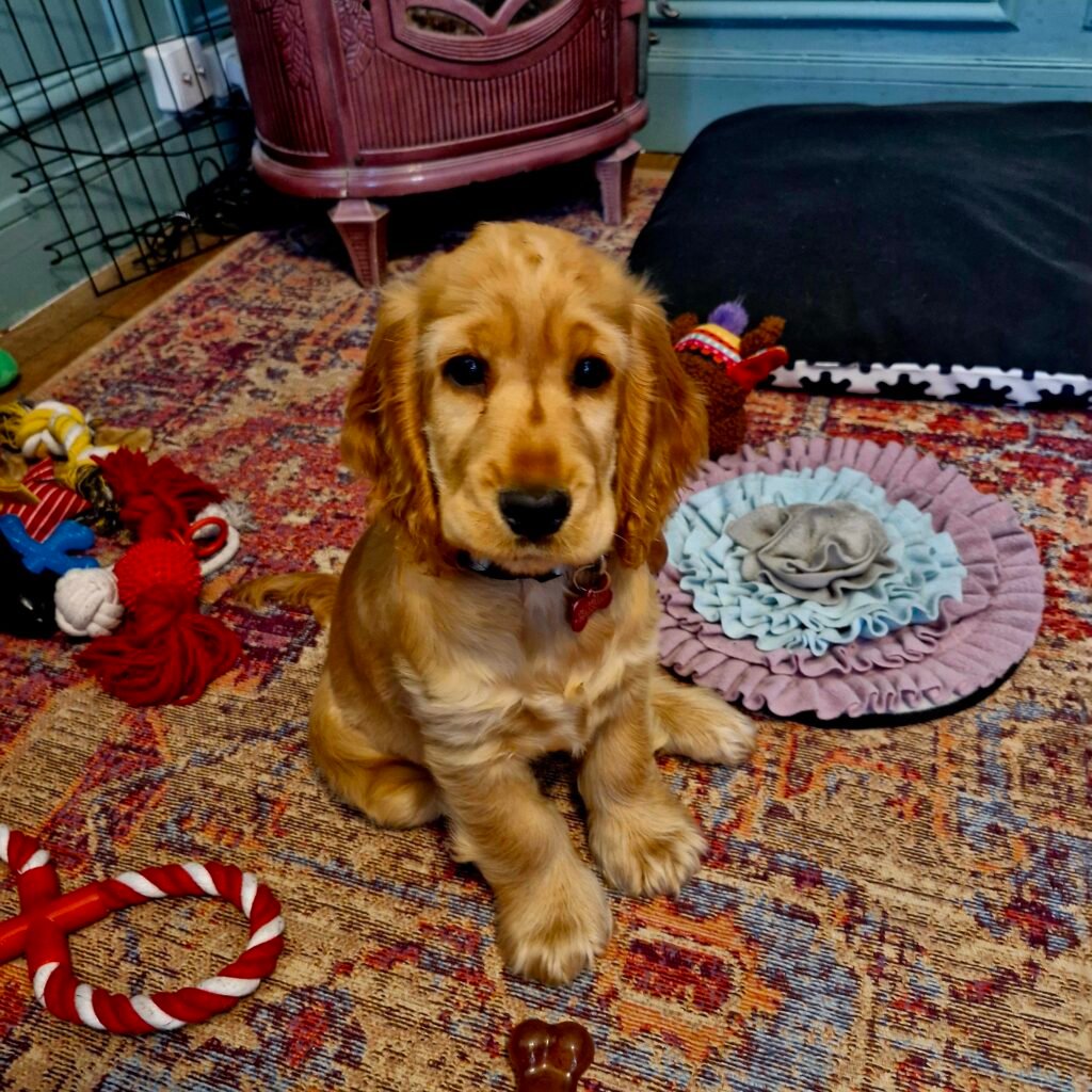 Le chien distingue un ton joyeux d'un ton triste