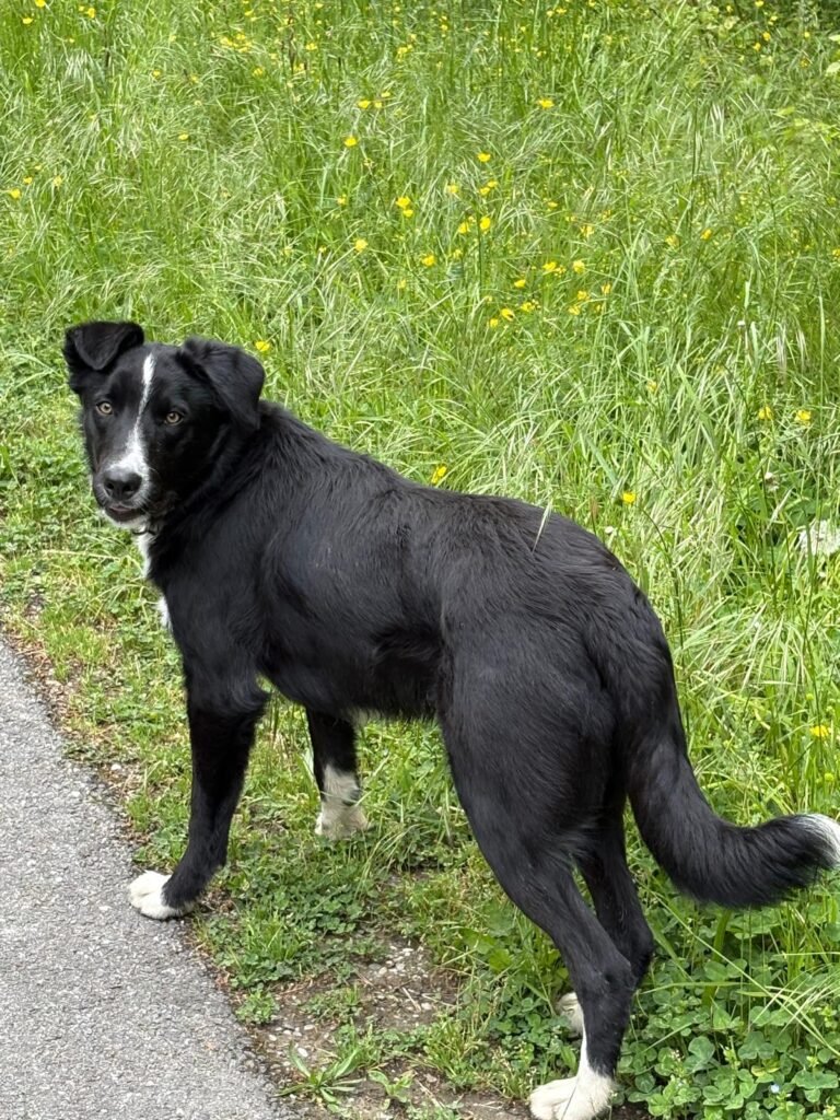 Le Border Collie comprend des centaines de mots