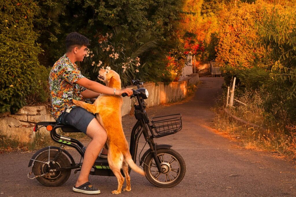 Parler à son chien devient plus puissant lorsque nous le regardons, faisons un geste ou lui sourions.