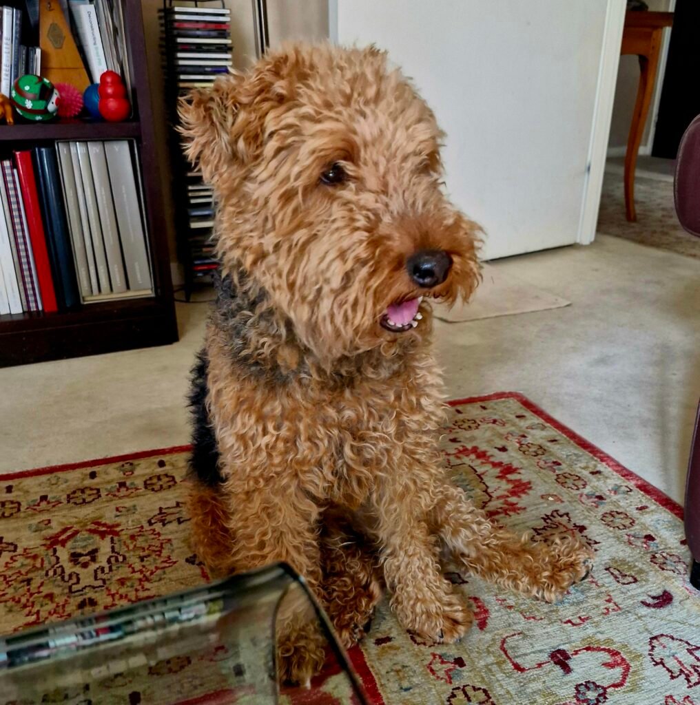 Parler à son chien développe une meilleures compréhension des nuances vocales