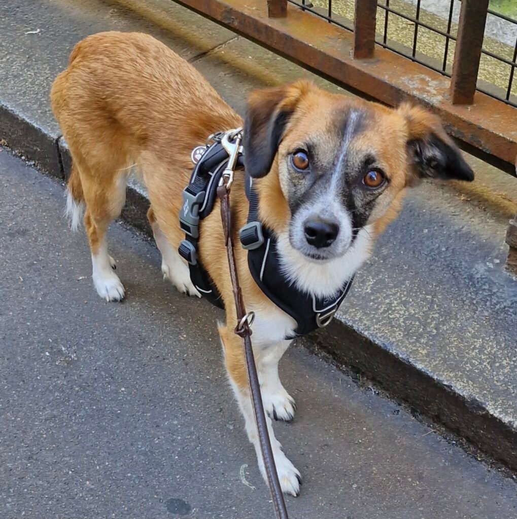 Le chien est intelligent émotionnellement