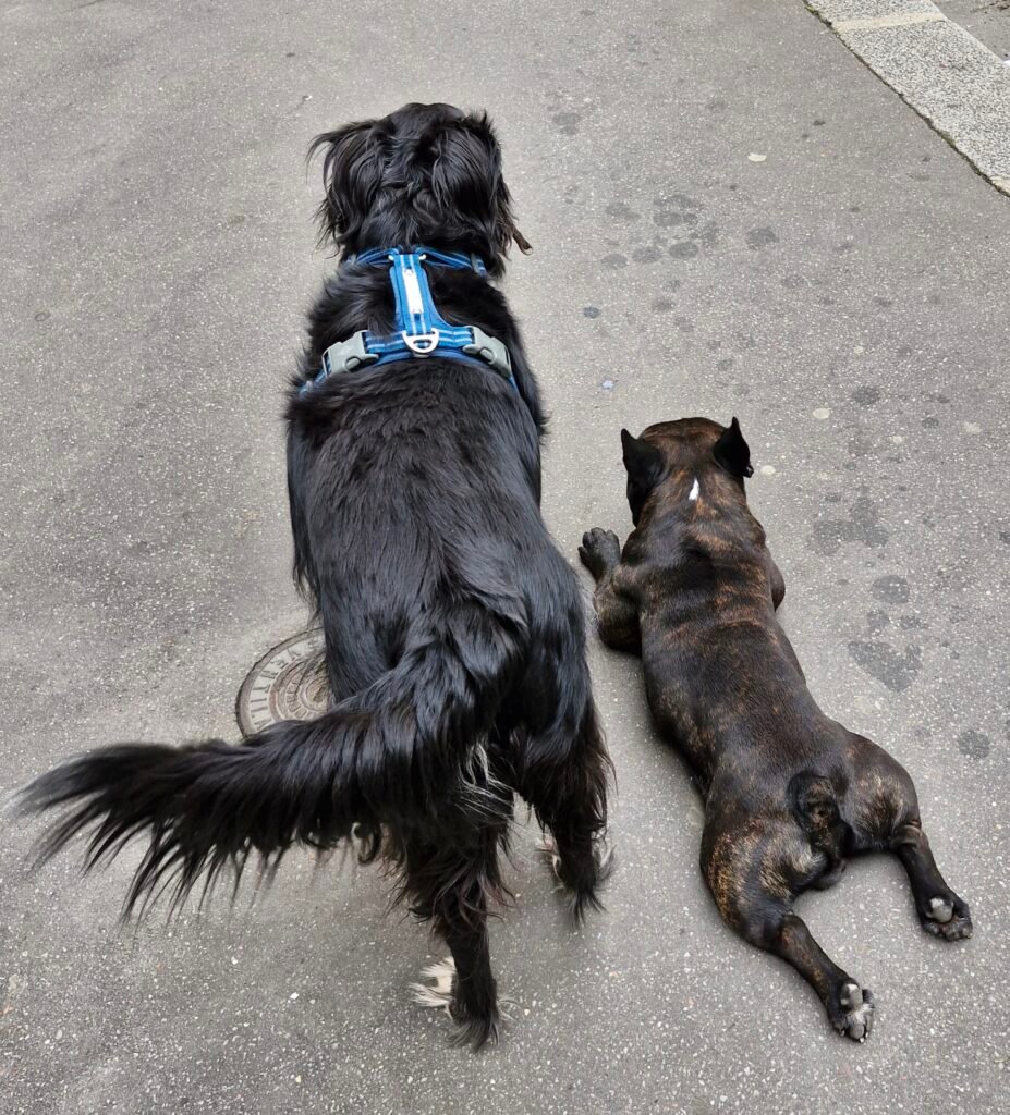 Amitié sans TOC entre 2 chiens