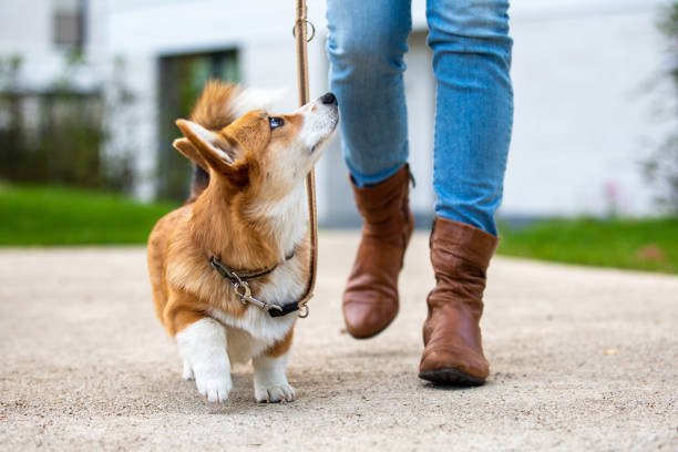 Regard du chien vers son gardien pendant la promenade