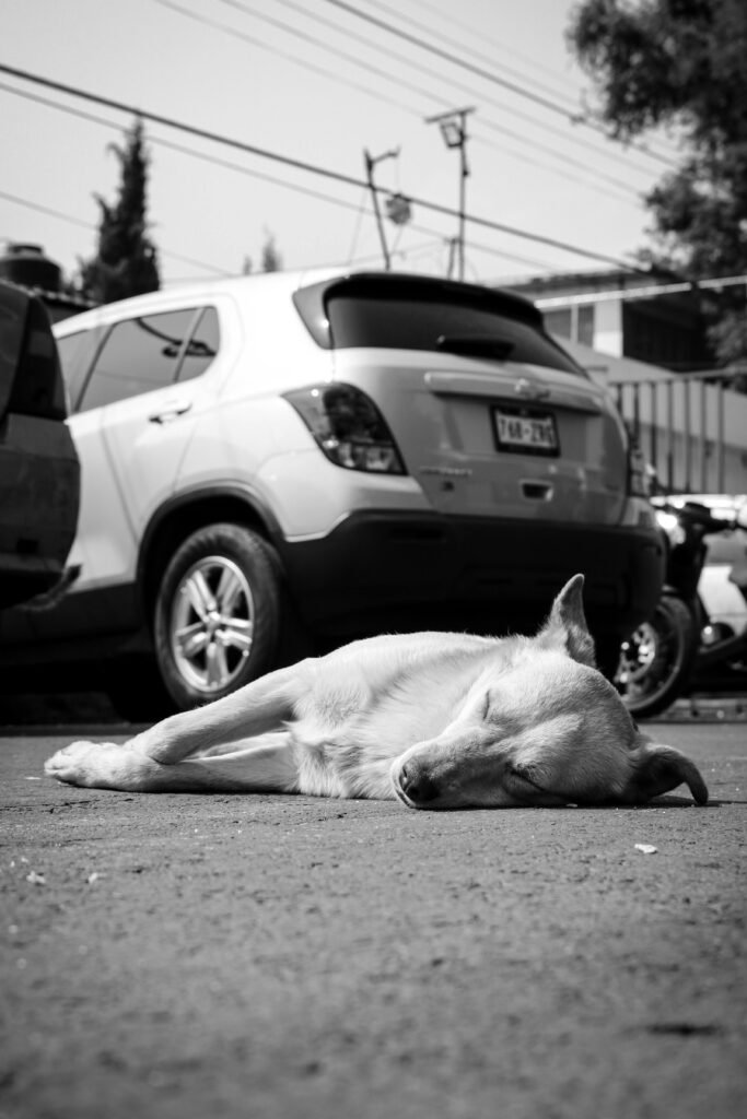 Téléphone en main, danger en face
