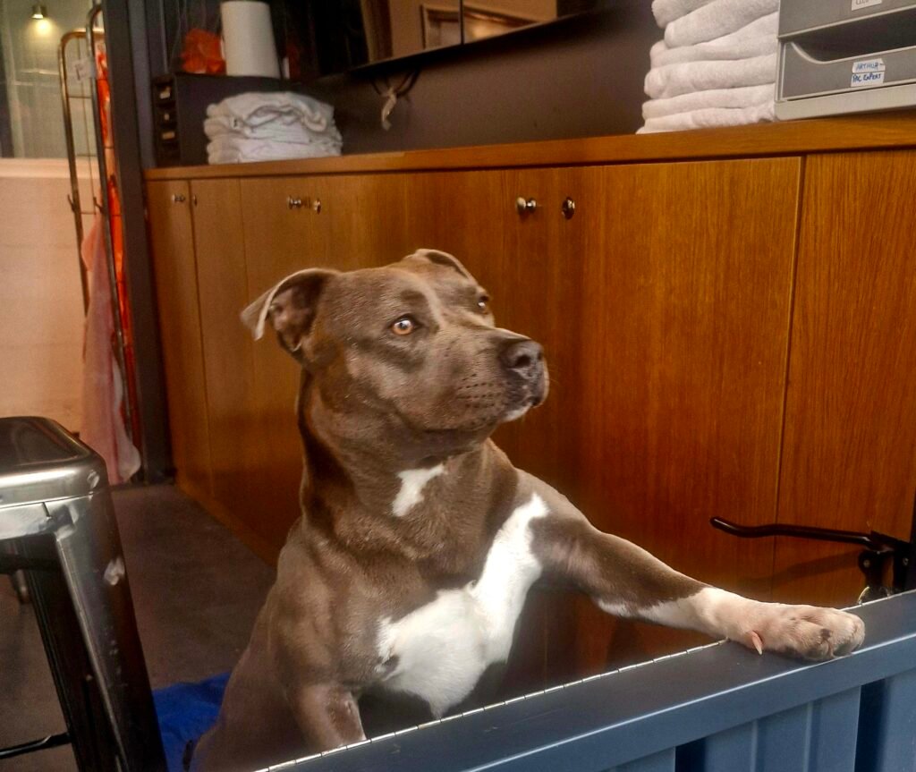 Chien créole adopté à Paris