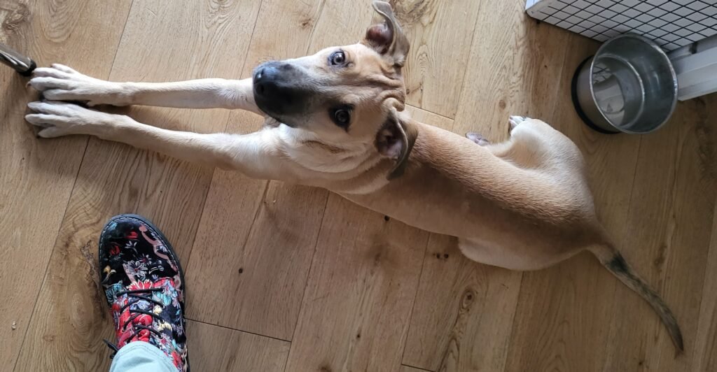 Adopter un chien étranger