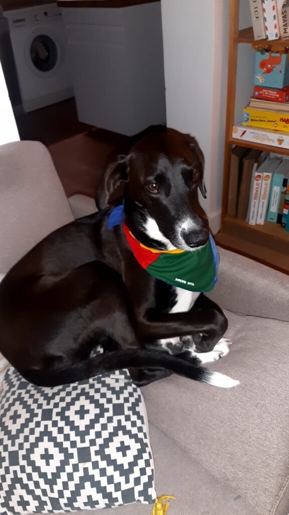 Chien de Nouvelle-Calédonie