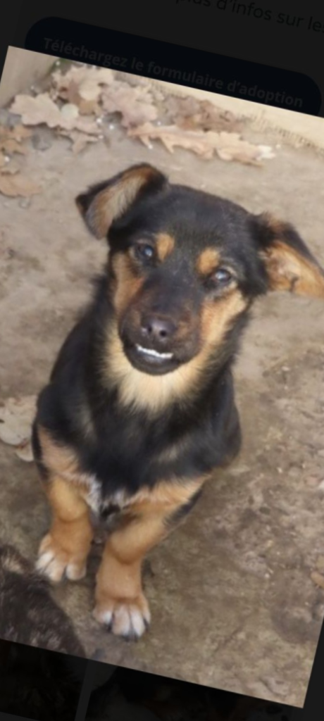 Chienne de Roumanie et de Paris