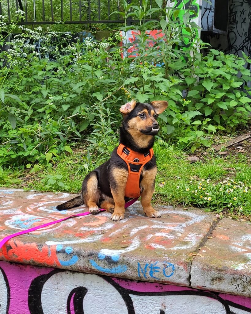 Chien de Roumanie adopté à Paris