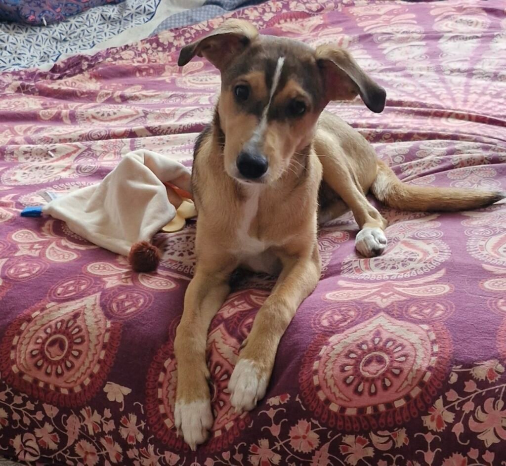 Adoption d'un chien créole