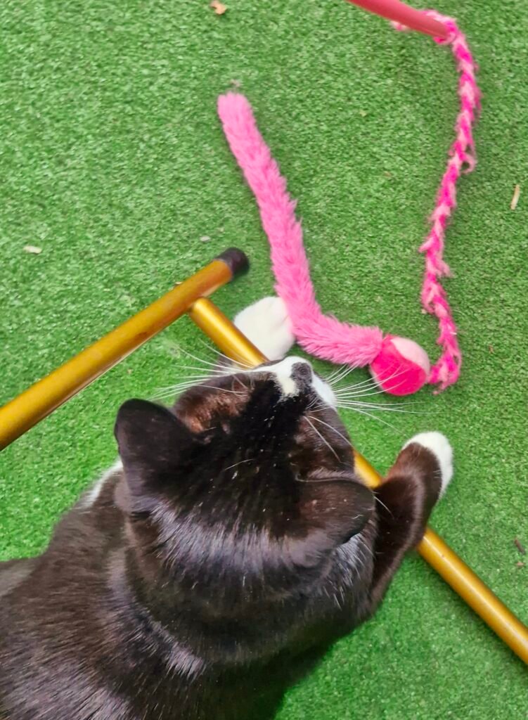 un chat qui vieillit ne signifie pas qu'il n'a plus envie de jouer