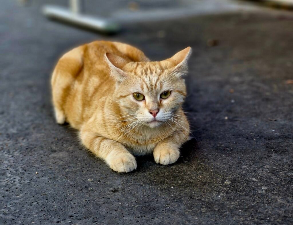 chat dans la rue